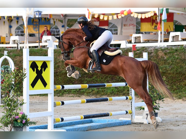 Oldenburger Springpferd Stute 8 Jahre 163 cm Fuchs in schlins