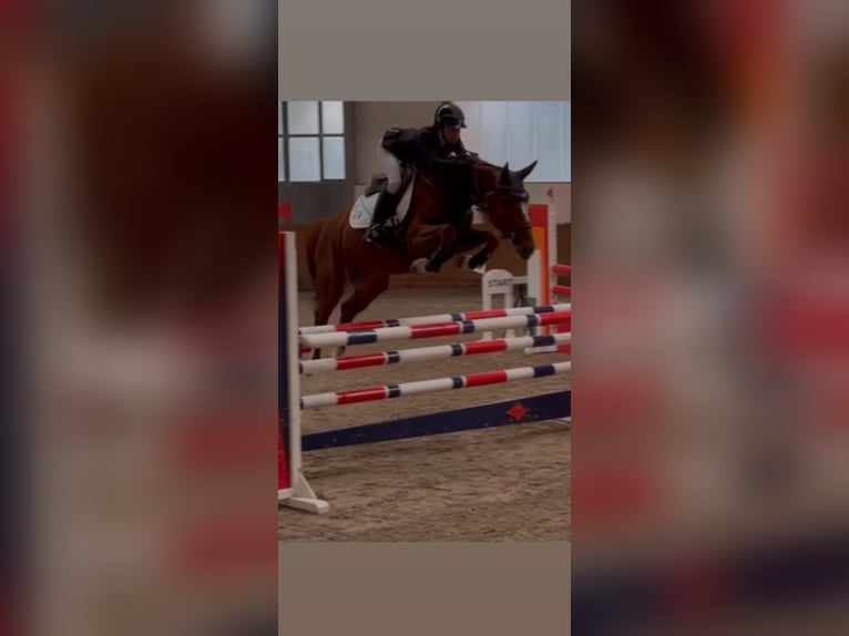 Oldenburger Springpferd Stute 8 Jahre 164 cm Fuchs in Lilienthal
