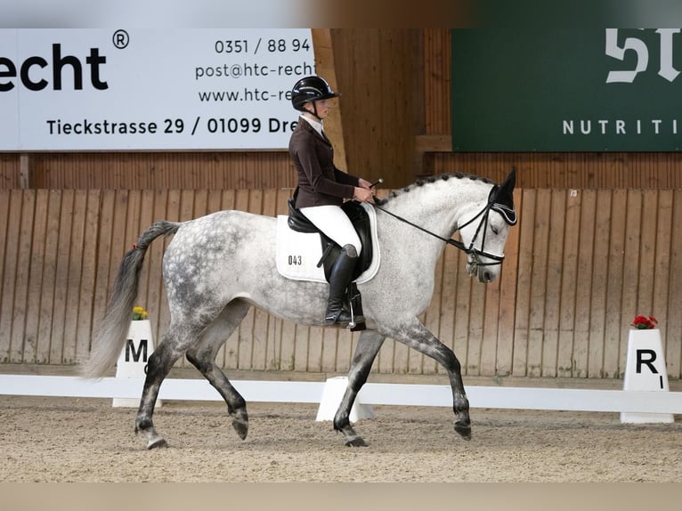 Oldenburger Springpferd Stute 8 Jahre 164 cm Schimmel in Borthen