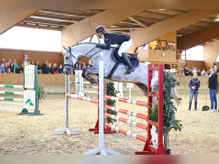 Oldenburger Springpferd Stute 8 Jahre 164 cm Schimmel in Borthen
