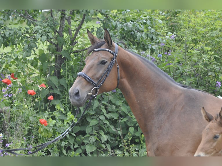 Oldenburger Springpferd Stute 8 Jahre 165 cm Brauner in Gummersbach