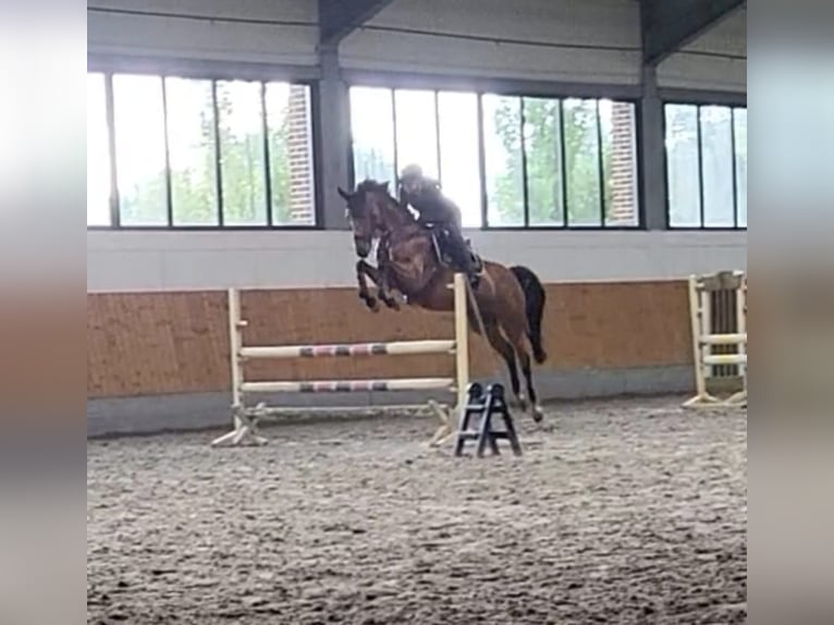 Oldenburger Springpferd Stute 8 Jahre 165 cm Brauner in Dinklage