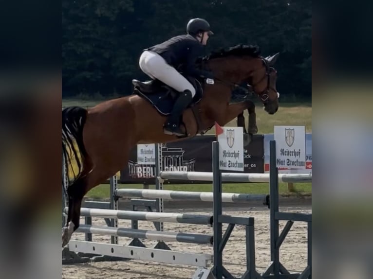 Oldenburger Springpferd Stute 8 Jahre 165 cm Brauner in Dinklage