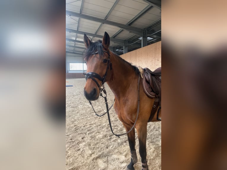 Oldenburger Springpferd Stute 8 Jahre 165 cm Brauner in Dinklage