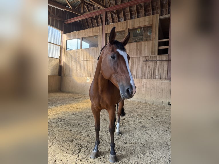 Oldenburger Springpferd Stute 8 Jahre 165 cm Brauner in FreudenstadtFreudenstadt