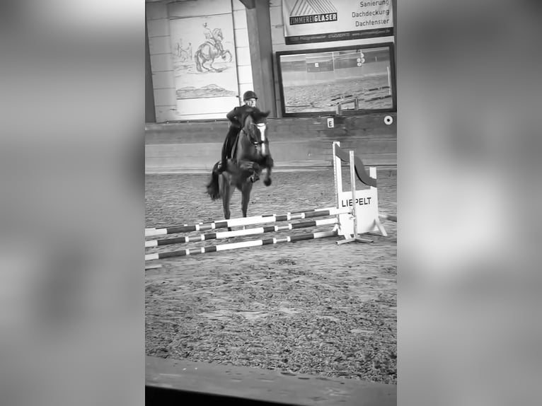 Oldenburger Springpferd Stute 8 Jahre 165 cm Brauner in FreudenstadtFreudenstadt