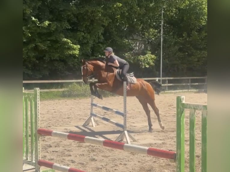 Oldenburger Springpferd Stute 8 Jahre 165 cm Brauner in FreudenstadtFreudenstadt
