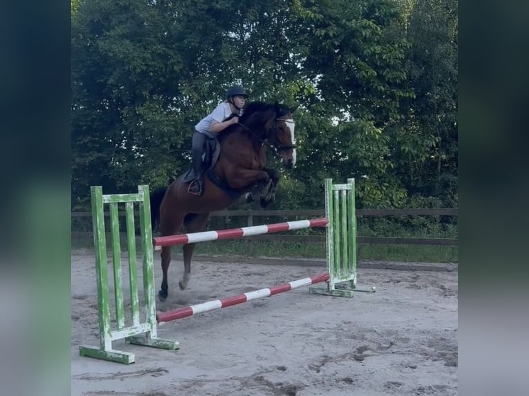 Oldenburger Springpferd Stute 8 Jahre 165 cm Brauner in FreudenstadtFreudenstadt