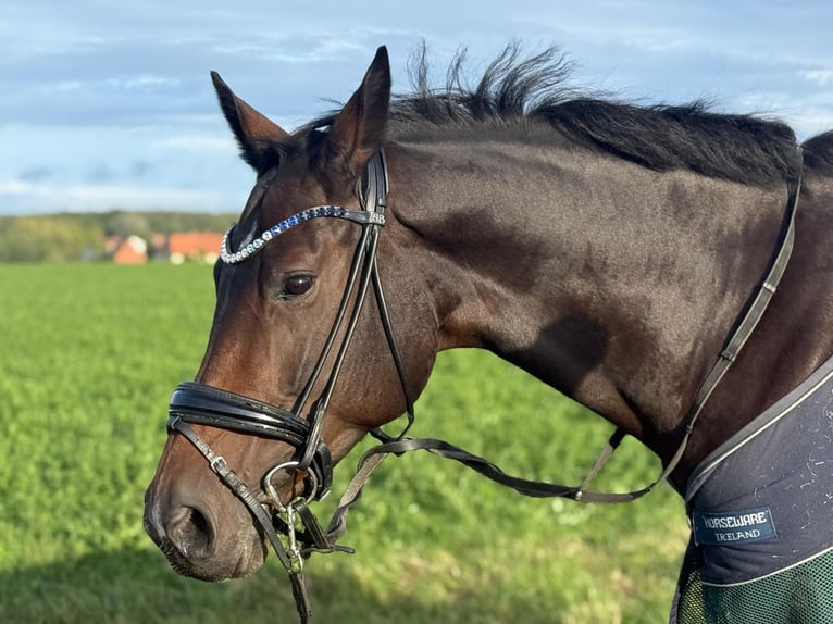 Oldenburger Springpferd Stute 8 Jahre 165 cm Dunkelbrauner in Uehlfeld