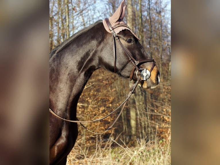 Oldenburger Springpferd Stute 8 Jahre 165 cm Dunkelbrauner in Mudershausen