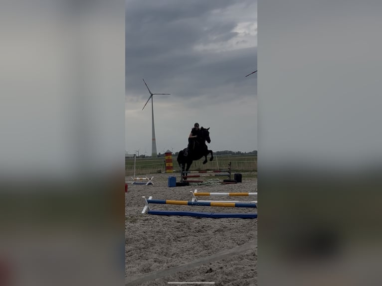 Oldenburger Springpferd Stute 8 Jahre 165 cm Rappe in Hinte