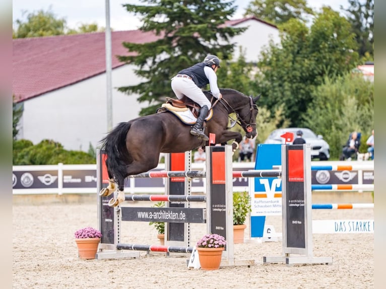 Oldenburger Springpferd Stute 8 Jahre 166 cm Rappe in Altusried