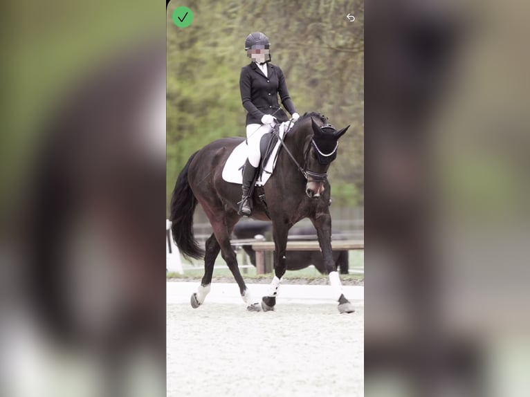 Oldenburger Springpferd Stute 8 Jahre 167 cm Dunkelbrauner in Uehlfeld