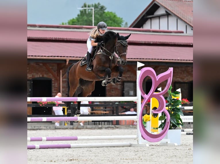 Oldenburger Springpferd Stute 8 Jahre 167 cm Dunkelbrauner in Wysin