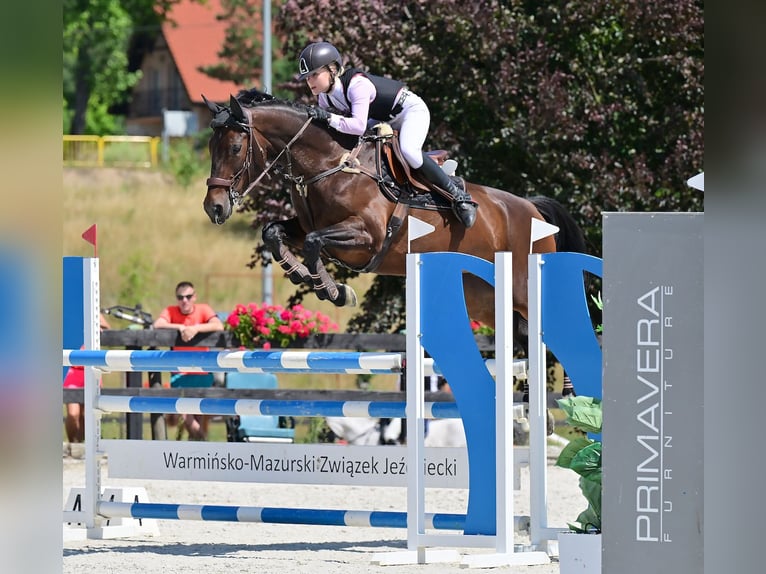 Oldenburger Springpferd Stute 8 Jahre 167 cm Dunkelbrauner in Wysin