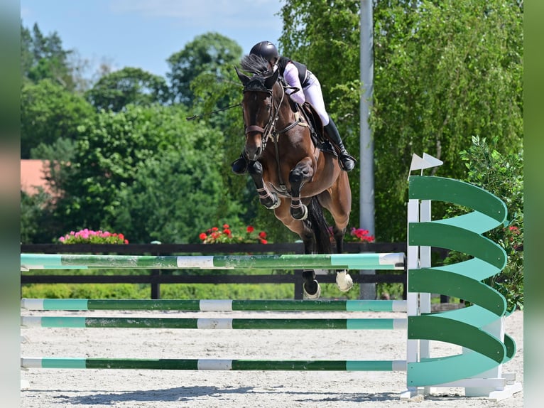 Oldenburger Springpferd Stute 8 Jahre 167 cm Dunkelbrauner in Wysin