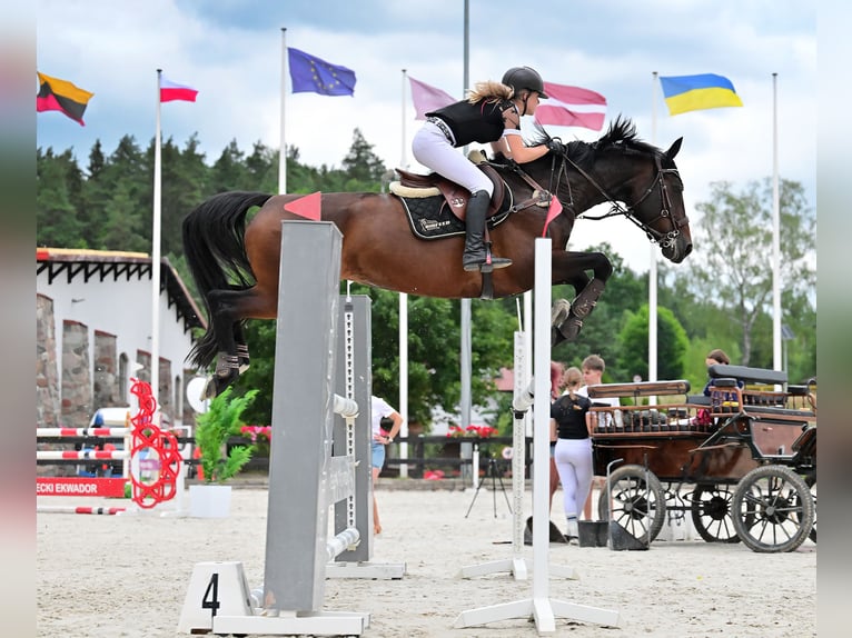 Oldenburger Springpferd Stute 8 Jahre 167 cm Dunkelbrauner in Wysin