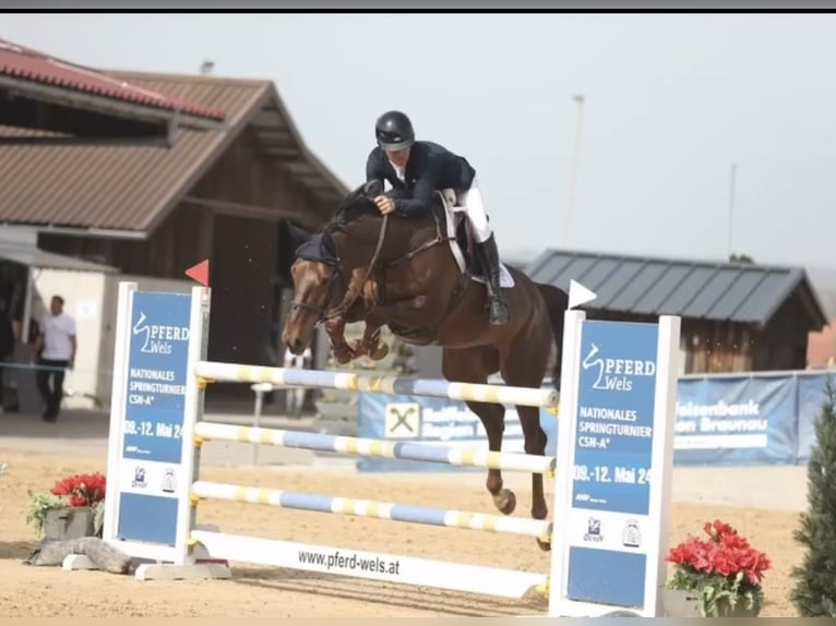 Oldenburger Springpferd Stute 8 Jahre 167 cm Dunkelbrauner in Mutlangen