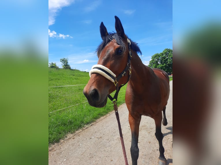 Oldenburger Springpferd Stute 8 Jahre 168 cm Brauner in Chemnitz, Sachsen