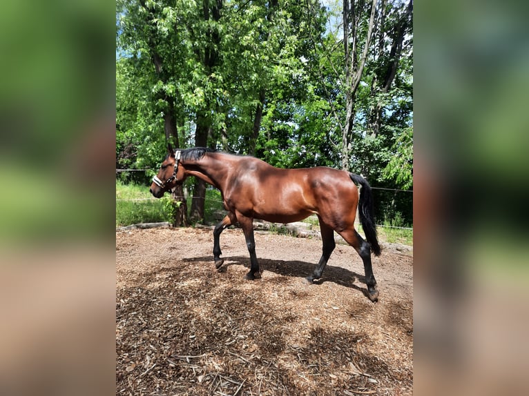 Oldenburger Springpferd Stute 8 Jahre 168 cm Brauner in Chemnitz, Sachsen