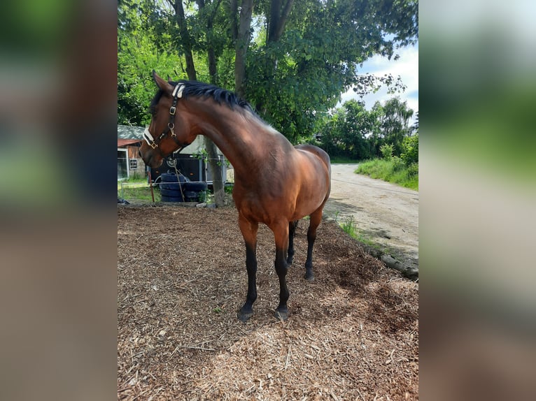 Oldenburger Springpferd Stute 8 Jahre 168 cm Brauner in Chemnitz, Sachsen