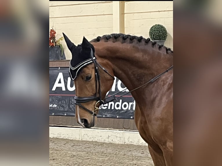 Oldenburger Springpferd Stute 8 Jahre 168 cm Brauner in Merzen