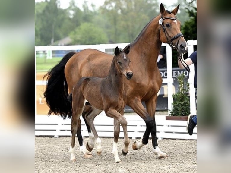 Oldenburger Springpferd Stute 8 Jahre 168 cm Brauner in Merzen