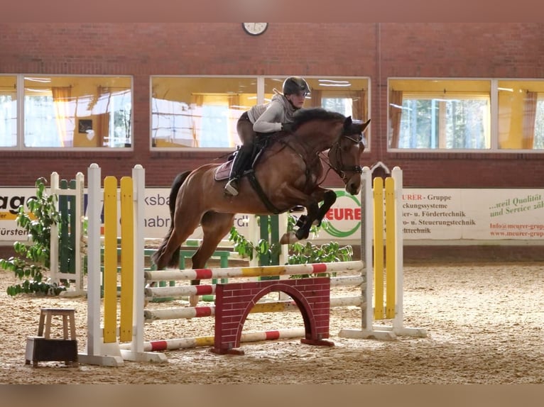 Oldenburger Springpferd Stute 8 Jahre 168 cm Brauner in Merzen