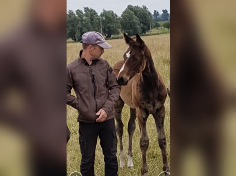 Oldenburger Springpferd Stute 8 Jahre 168 cm Dunkelbrauner in L&#xFC;btheen