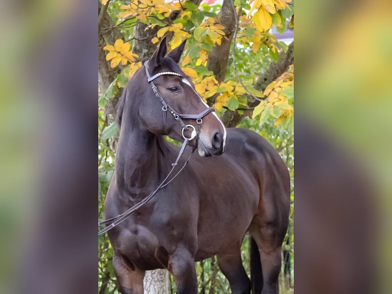 Oldenburger Springpferd Stute 8 Jahre 168 cm Dunkelbrauner in L&#xFC;btheen