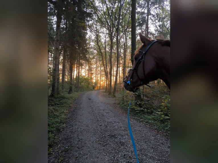 Oldenburger Springpferd Stute 8 Jahre 168 cm Fuchs in Winterberg ZH