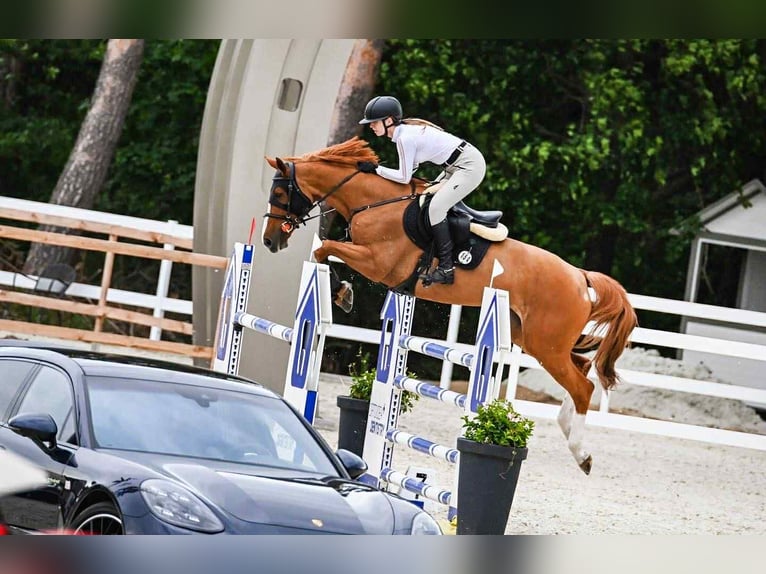 Oldenburger Springpferd Stute 8 Jahre 168 cm Fuchs in K&#xF3;rnik