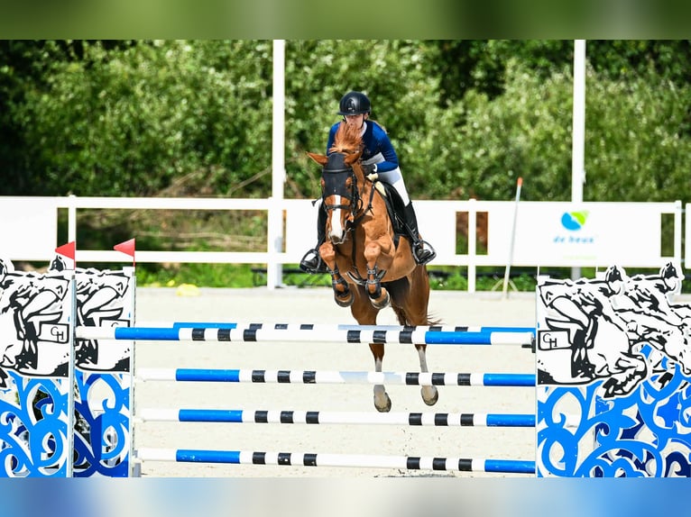 Oldenburger Springpferd Stute 8 Jahre 168 cm Fuchs in K&#xF3;rnik