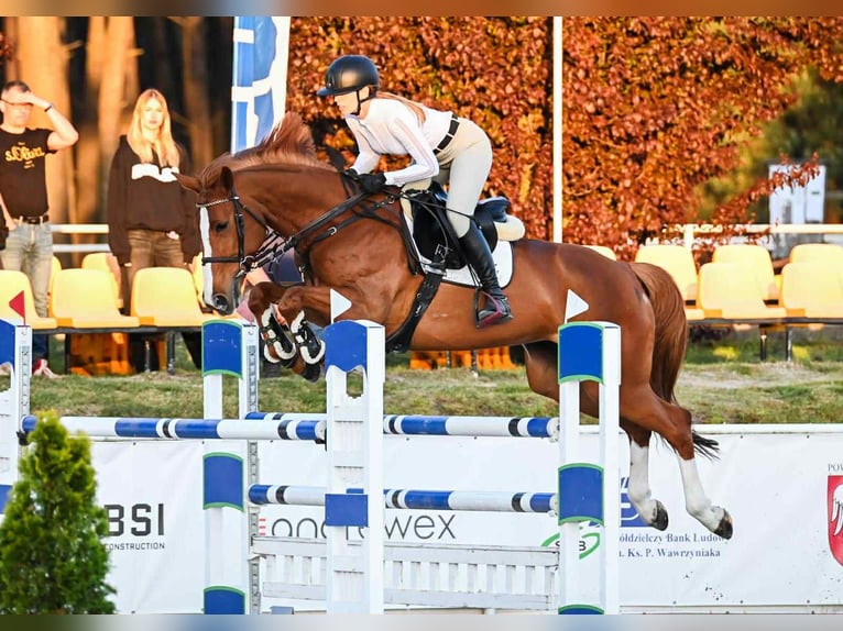 Oldenburger Springpferd Stute 8 Jahre 168 cm Fuchs in K&#xF3;rnik