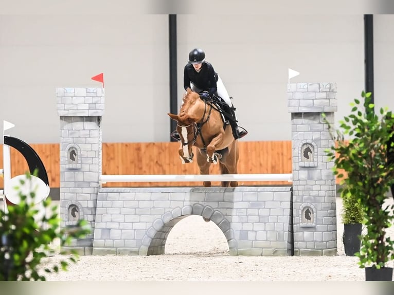Oldenburger Springpferd Stute 8 Jahre 168 cm Fuchs in K&#xF3;rnik