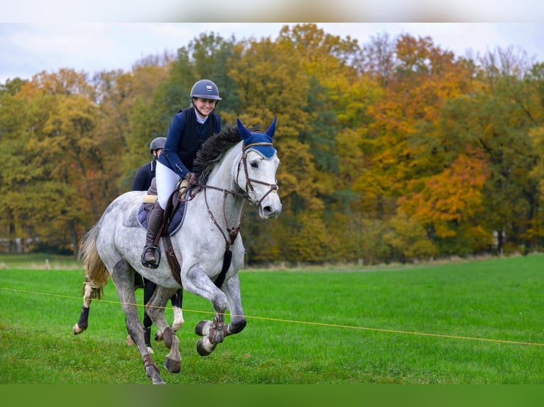 Oldenburger Springpferd Stute 8 Jahre 168 cm Schimmel in Windeck