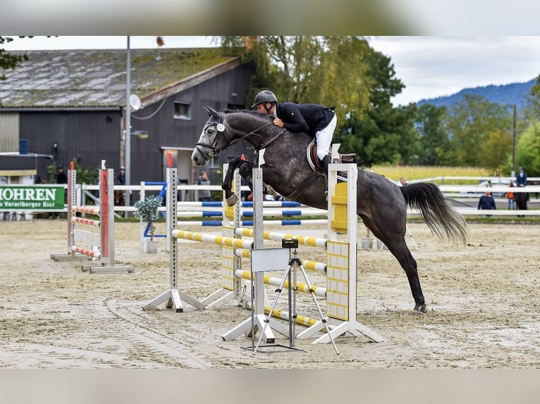 Oldenburger Springpferd Stute 8 Jahre 168 cm Schimmel in Lenzburg