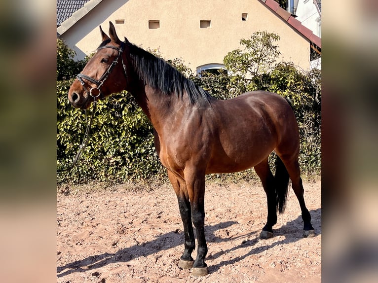 Oldenburger Springpferd Stute 8 Jahre 169 cm Brauner in Sonnefeld
