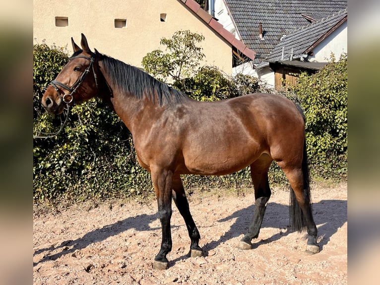Oldenburger Springpferd Stute 8 Jahre 169 cm Brauner in Sonnefeld