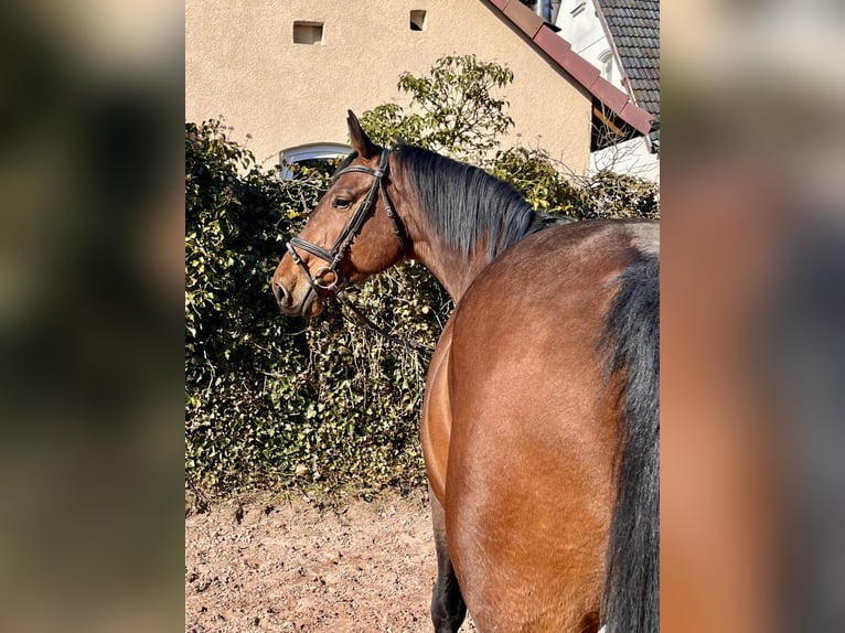 Oldenburger Springpferd Stute 8 Jahre 169 cm Brauner in Sonnefeld