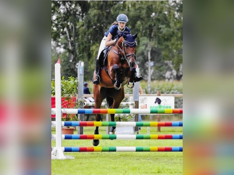 Oldenburger Springpferd Stute 8 Jahre 169 cm Brauner in Rheine