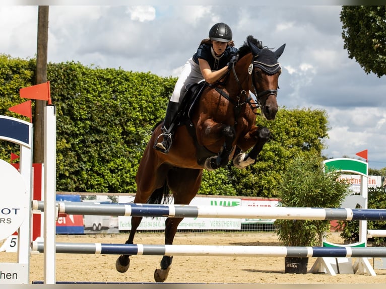 Oldenburger Springpferd Stute 8 Jahre 169 cm Brauner in Rheine