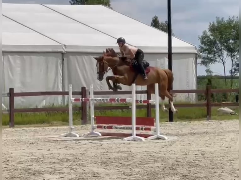 Oldenburger Springpferd Stute 8 Jahre 169 cm Fuchs in Kórnik