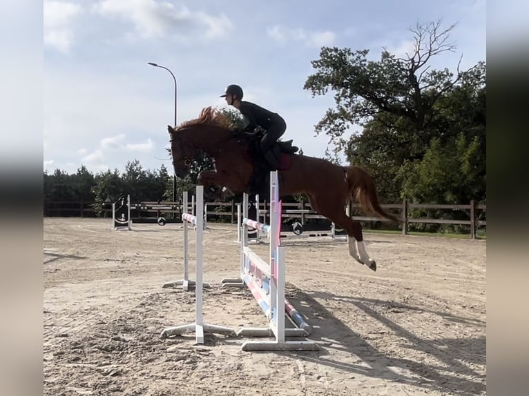 Oldenburger Springpferd Stute 8 Jahre 169 cm Fuchs in Kórnik