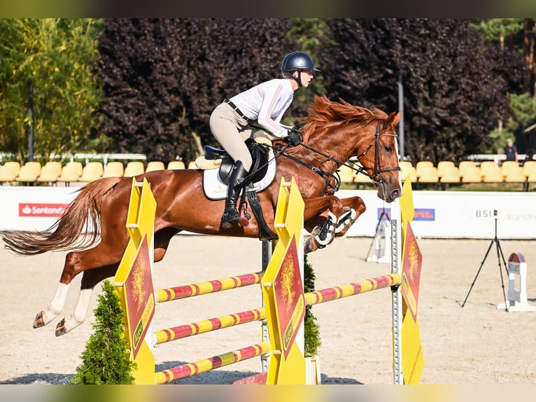 Oldenburger Springpferd Stute 8 Jahre 169 cm Fuchs in Kórnik