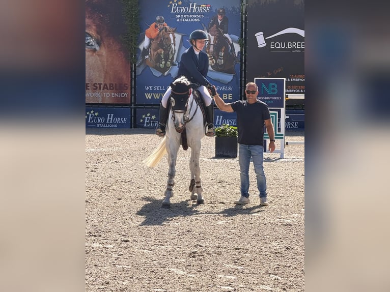Oldenburger Springpferd Stute 8 Jahre 169 cm Schimmel in Bad Kreuznach
