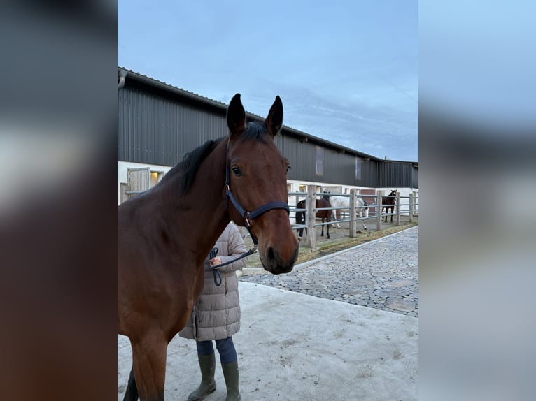 Oldenburger Springpferd Stute 8 Jahre 170 cm Brauner in Lauterbach