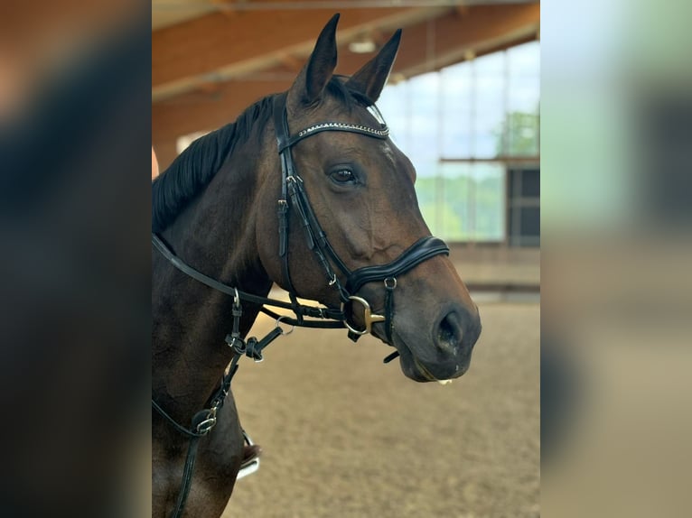 Oldenburger Springpferd Stute 8 Jahre 170 cm Brauner in HeilbronnHeilbronn Oldenburger Springpferd Stute 8 Jahre 170 cm Brauner in HeilbronnHeilbronn