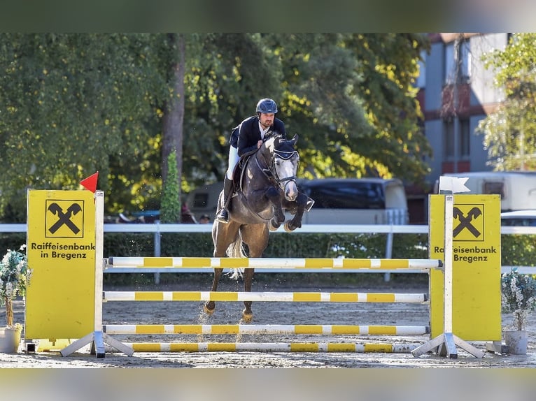 Oldenburger Springpferd Stute 8 Jahre 170 cm Schimmel in Lenzburg