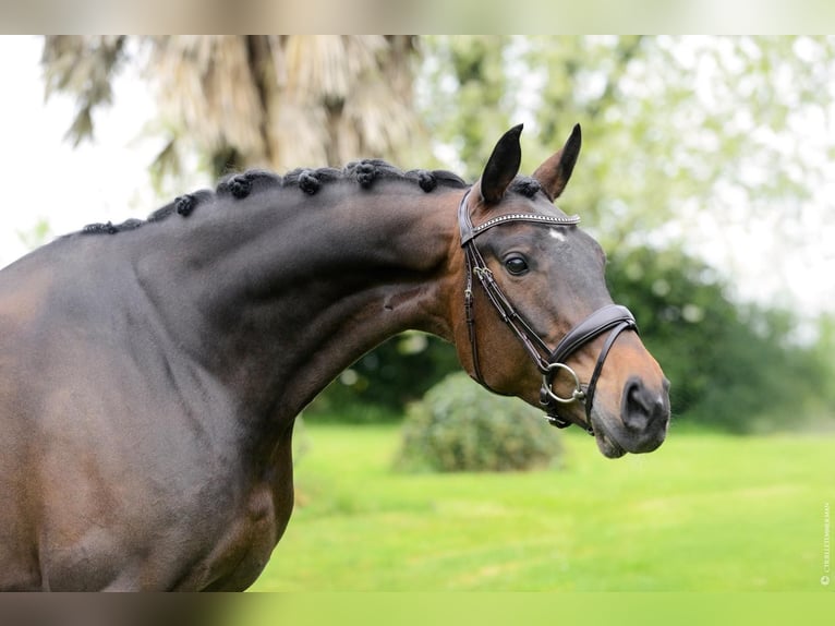 Oldenburger Springpferd Stute 8 Jahre 170 cm Schwarzbrauner in Michelbach-le-haut